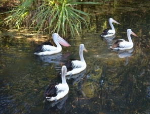 Pelicans